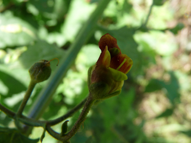 Petites fleurs d'un cm, brun-rougeâtres relativement éparses. Agrandir dans une nouvelle fenêtre (ou onglet)